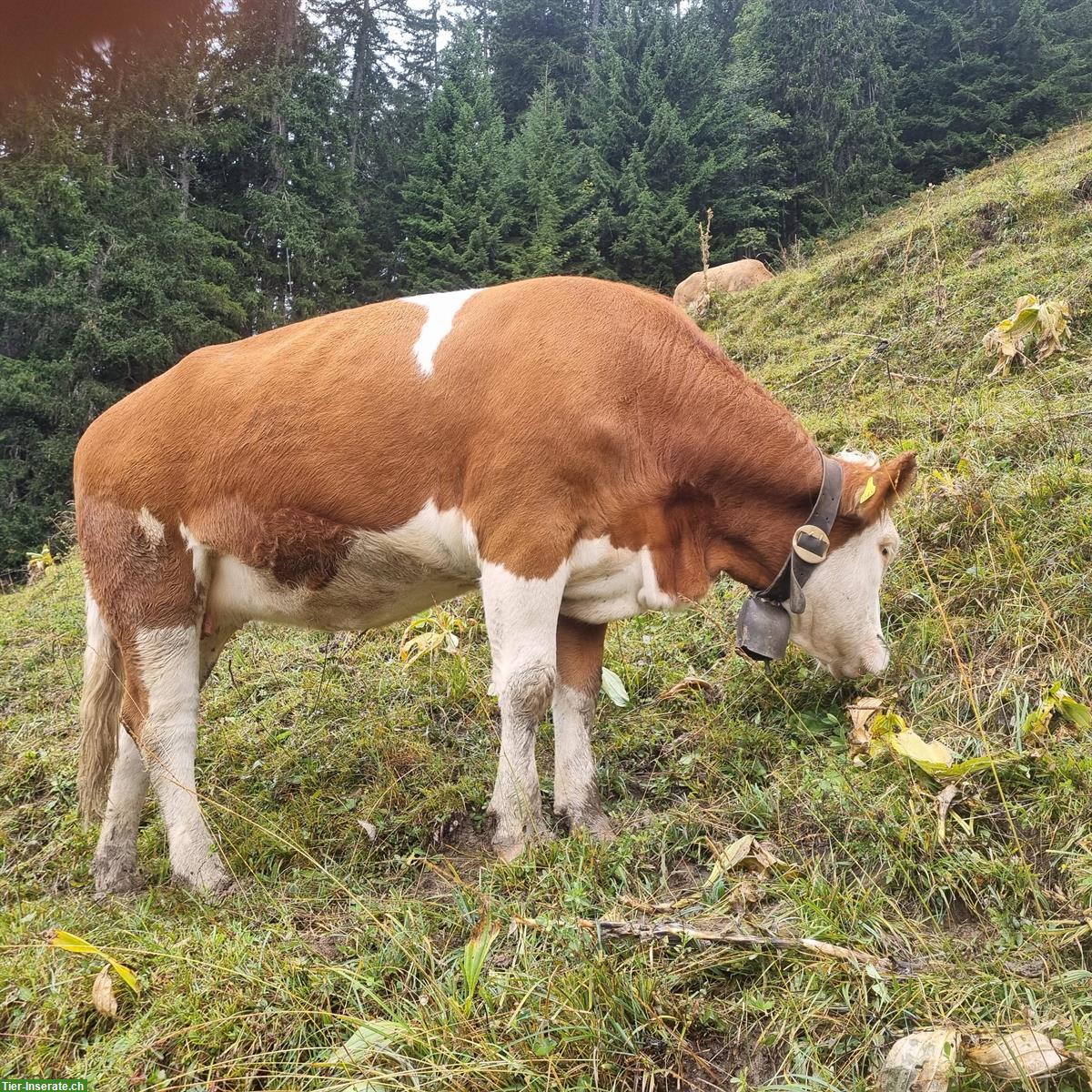 Bild 5: Schönes Simmentaler Rind, Code 70, Hornlos