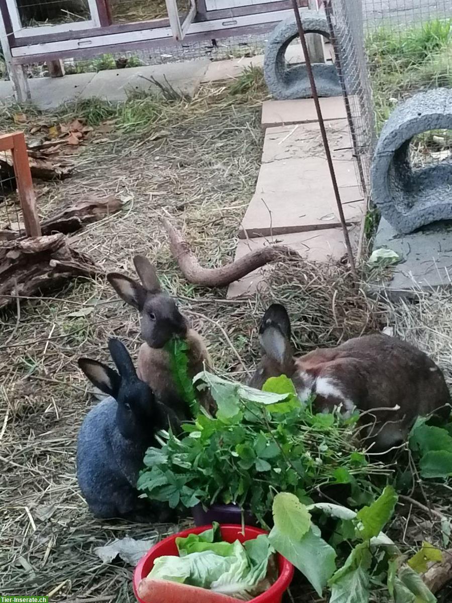 Bild 4: 5er Kaninchengruppe sucht neues Zuhause, auch vorübergehend möglich