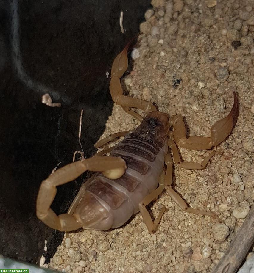 Dünen Skorpion, Smeringurus vachoni zu verkaufen