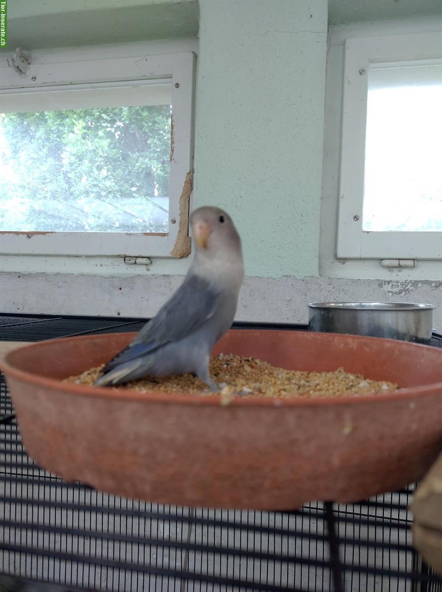 Bild 2: Agapornis: Junge Rosenköpfchen vom Sommer