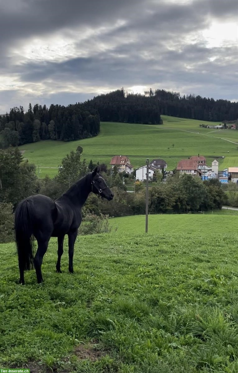 Welsh-Araber Wallach, 24-jährig, 138cm gross