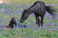 Suche cooles Westernhorse für schöne Ausritte