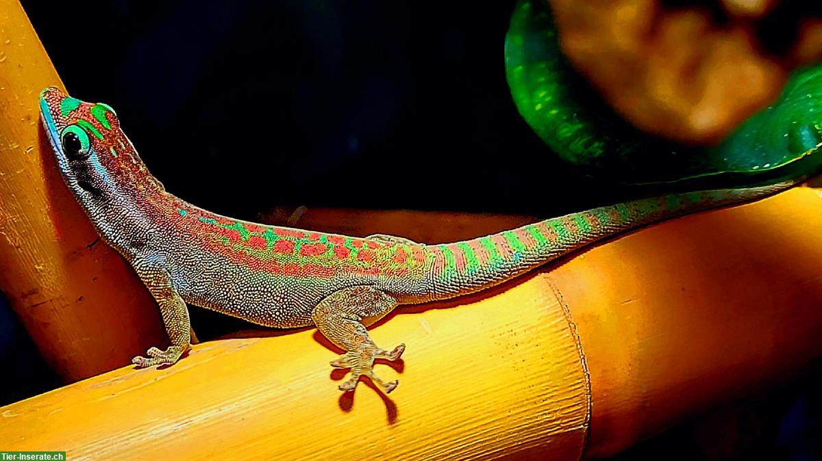 Ornament Taggecko Jungtiere, Phelsuma ornata