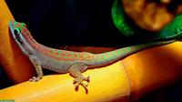 Ornament Taggecko Jungtiere, Phelsuma ornata