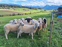 Diverse Auen-Lämmer zu verkaufen