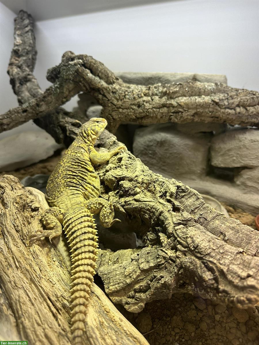 0,1 Uromastyx Geyri Dornschwanzagame abzugeben