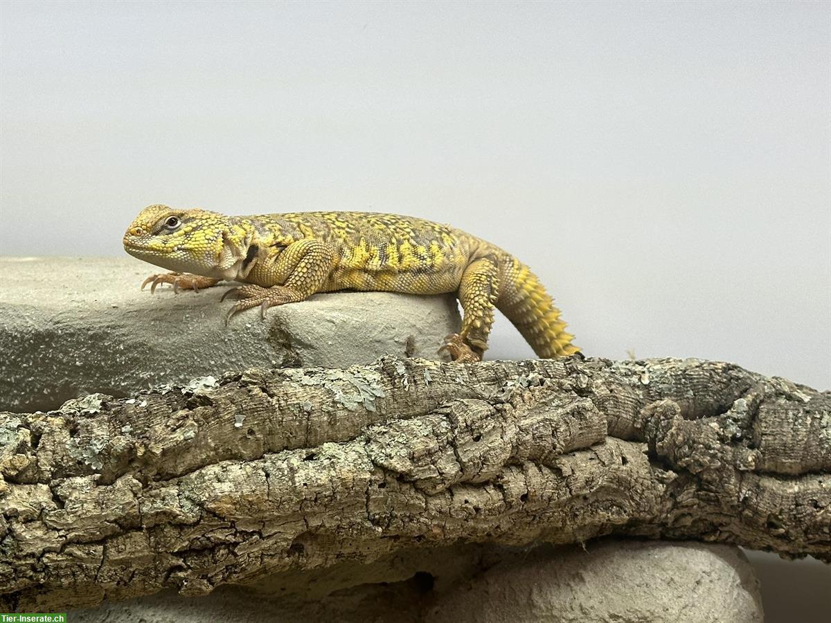 Bild 2: 0,1 Uromastyx Geyri Dornschwanzagame abzugeben