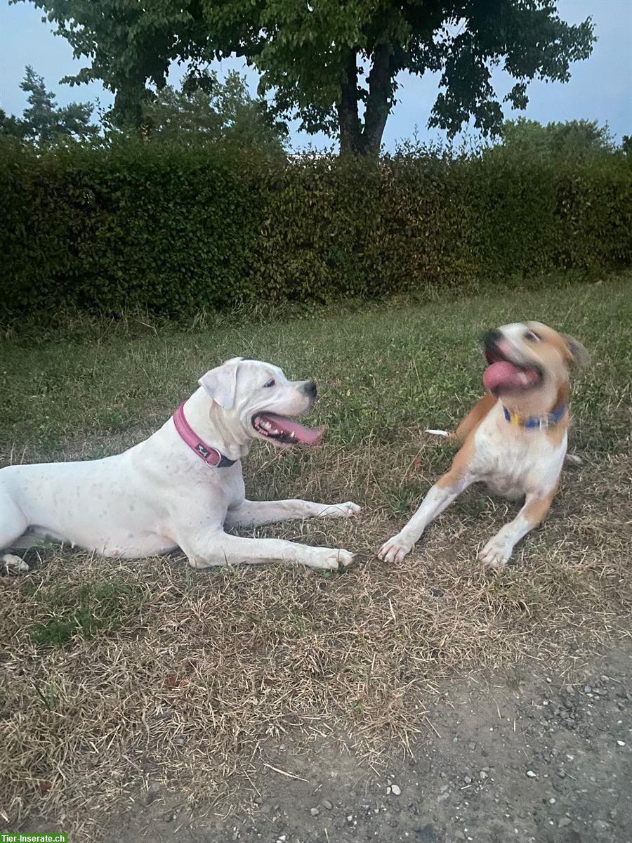 Bild 3: Super trainierte Dogo Argentino Hündin