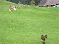 Gemsfarbige Gebirgsziege, GITZI zu verkaufen