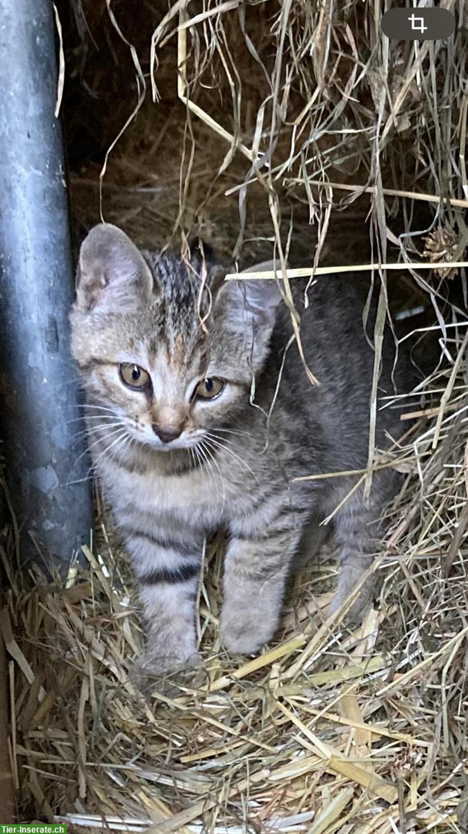 Bild 2: 2 sehr hübschi Babykätzli vom Bauernhof