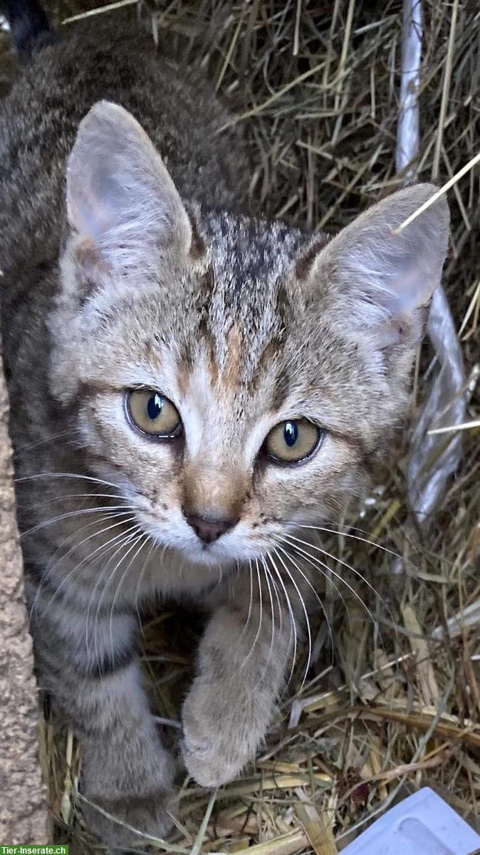 Bild 3: 2 sehr hübschi Babykätzli vom Bauernhof