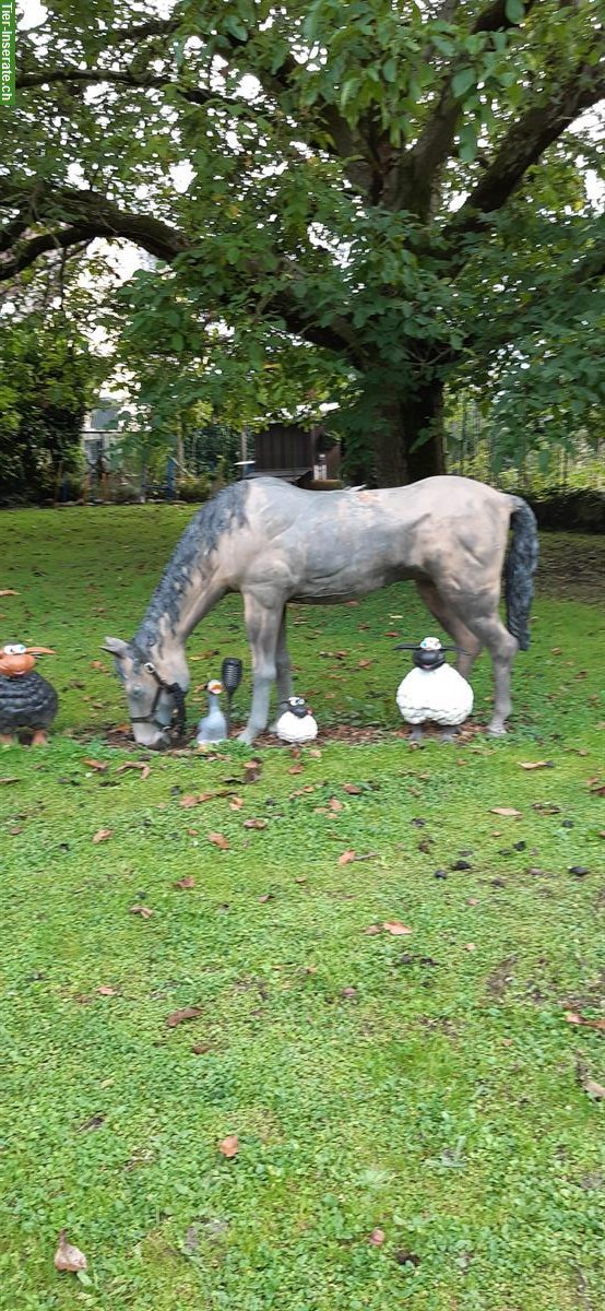 Bild 2: Bronze Pferd lebensgross zu verkaufen