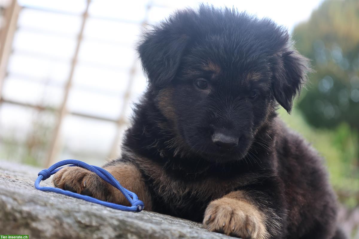 Bild 2: Altdeutscher Schäferhund vom Reusstal, Welpen