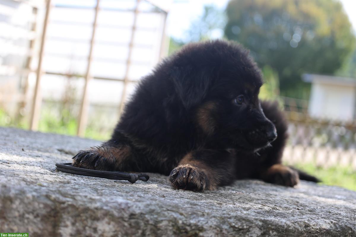 Bild 3: Altdeutscher Schäferhund vom Reusstal, Welpen