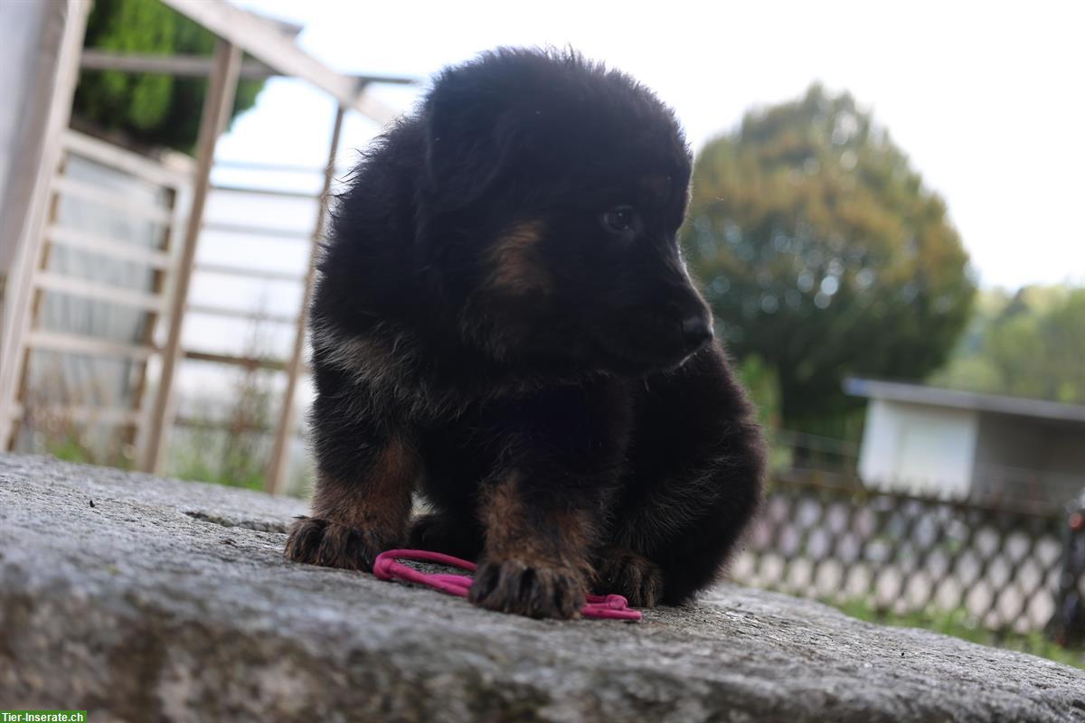 Bild 4: Altdeutscher Schäferhund vom Reusstal, Welpen