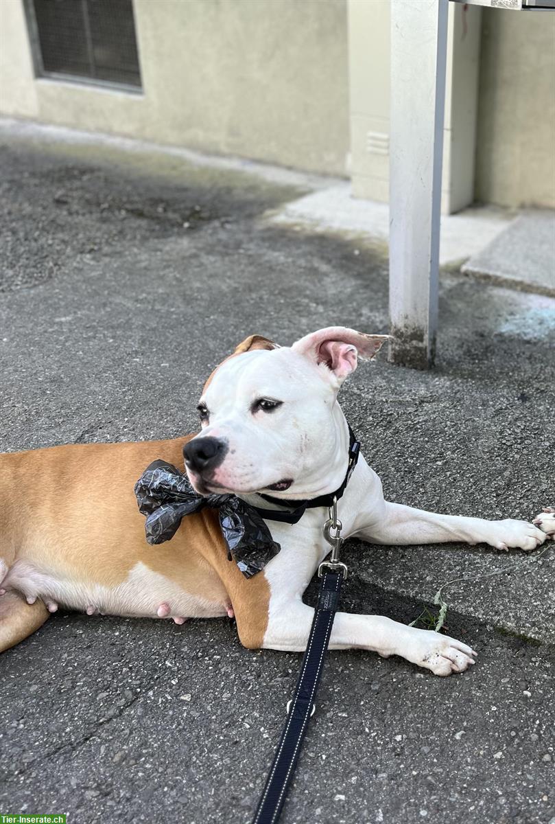 Bild 2: Nala, eine AmStaff Hündin sucht dringend ein Zuhause