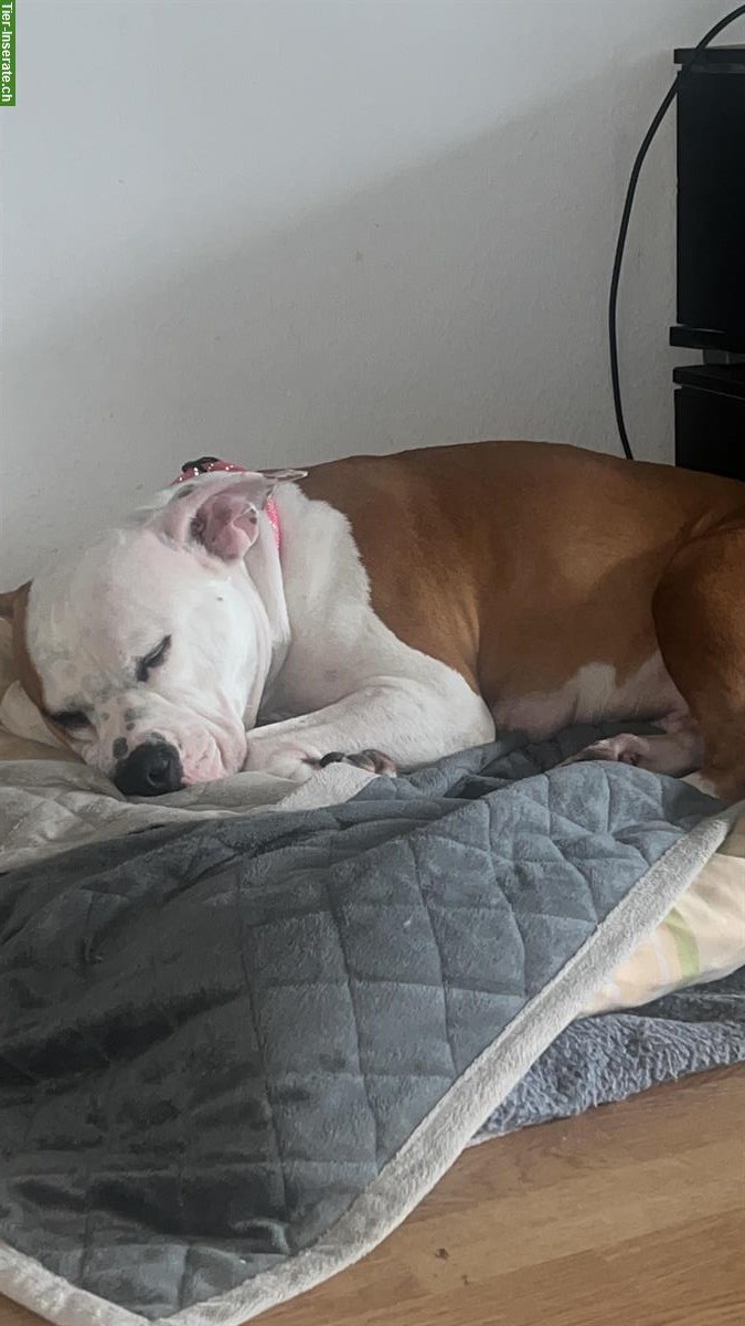 Bild 4: Nala, eine AmStaff Hündin sucht dringend ein Zuhause