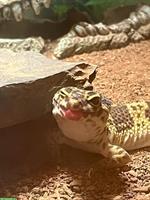 2 Leopardgeckos gratis abzugeben, auch mit Terrarium