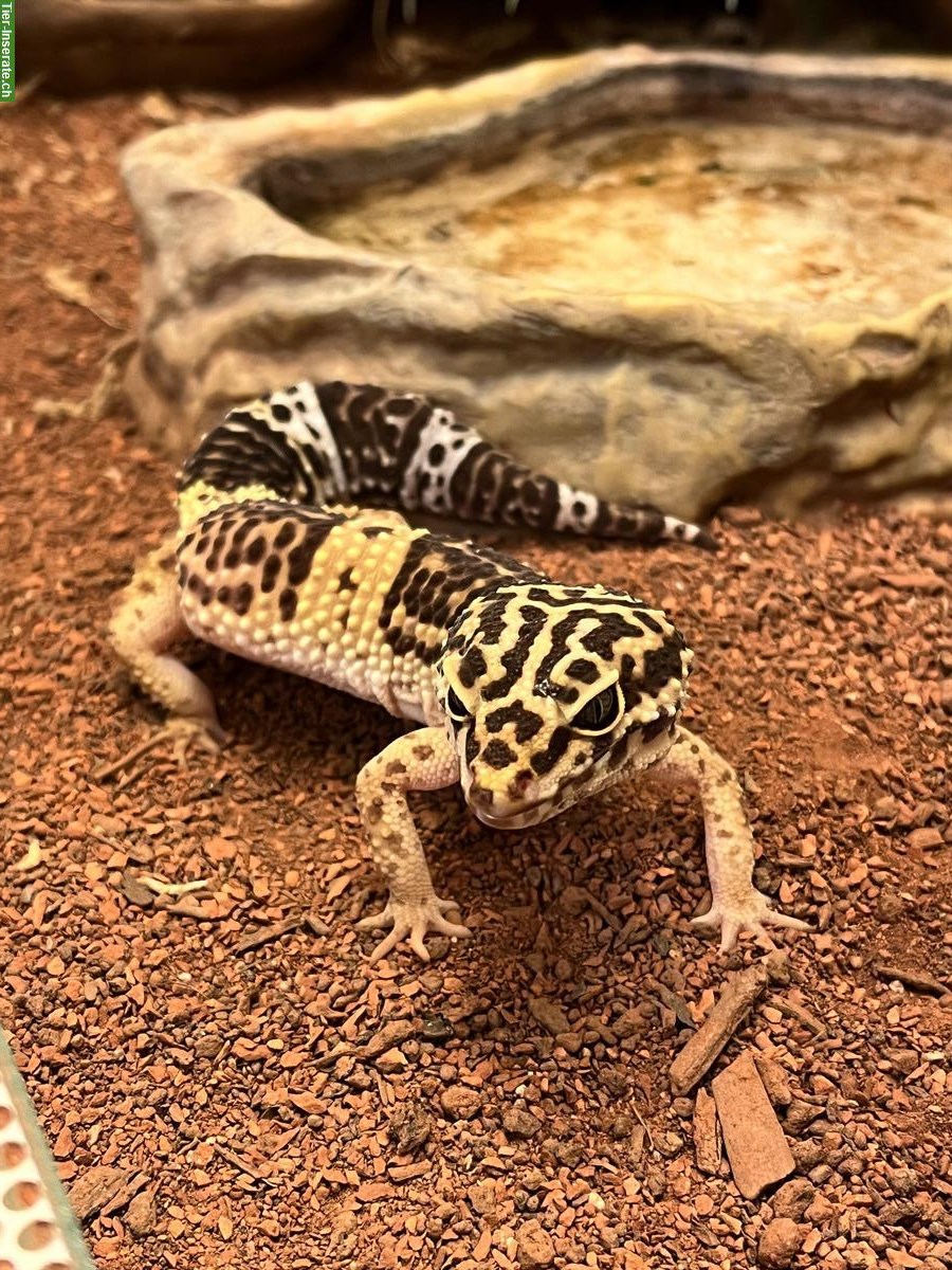 Bild 3: 2 Leopardgeckos gratis abzugeben, auch mit Terrarium