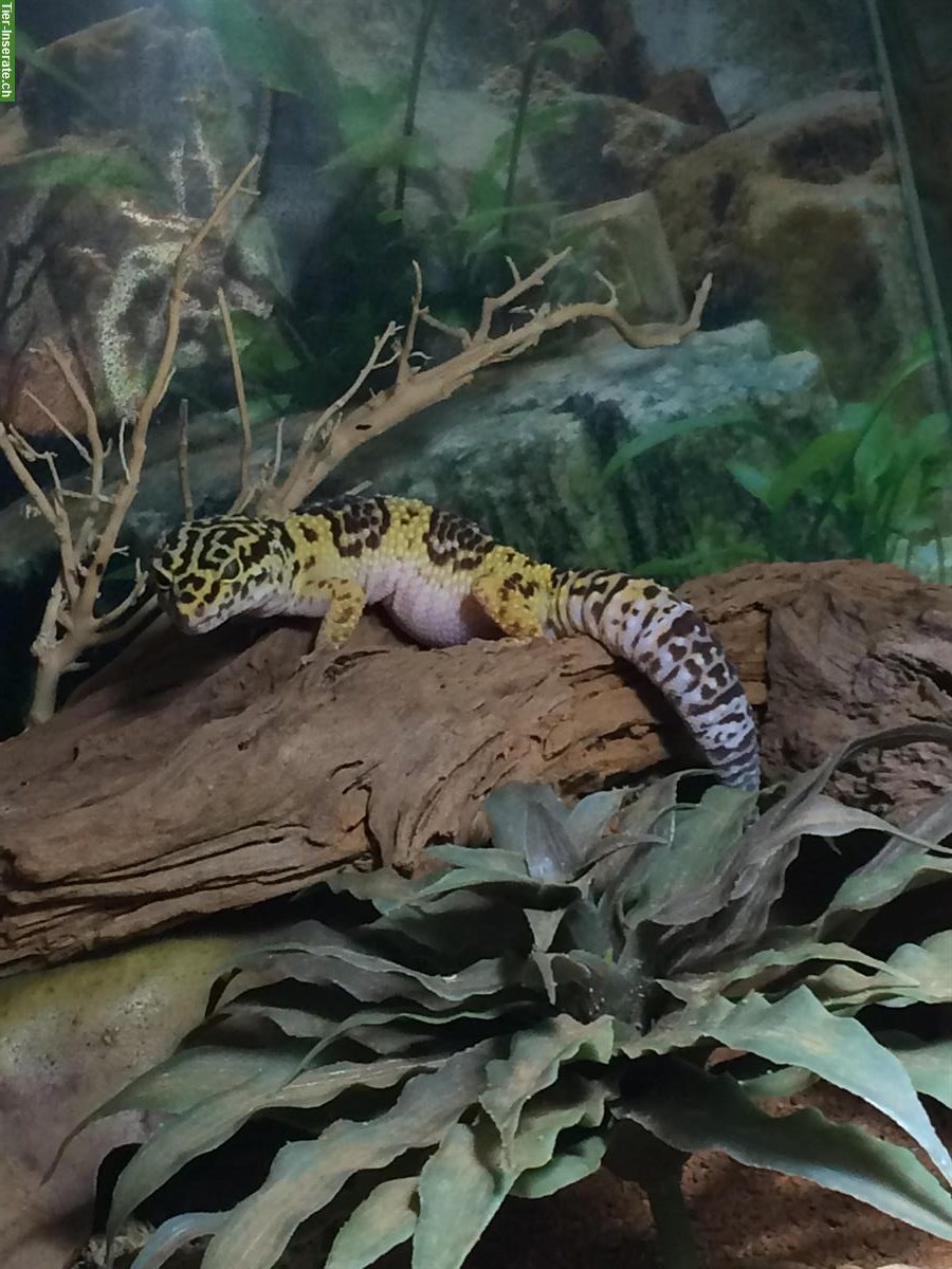 Bild 5: 2 Leopardgeckos gratis abzugeben, auch mit Terrarium