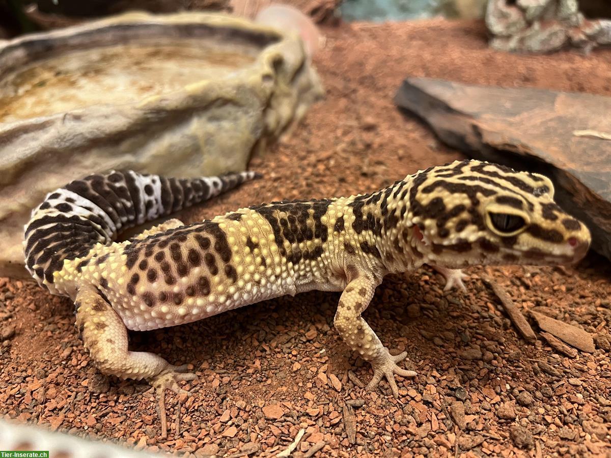 Bild 6: 2 Leopardgeckos gratis abzugeben, auch mit Terrarium