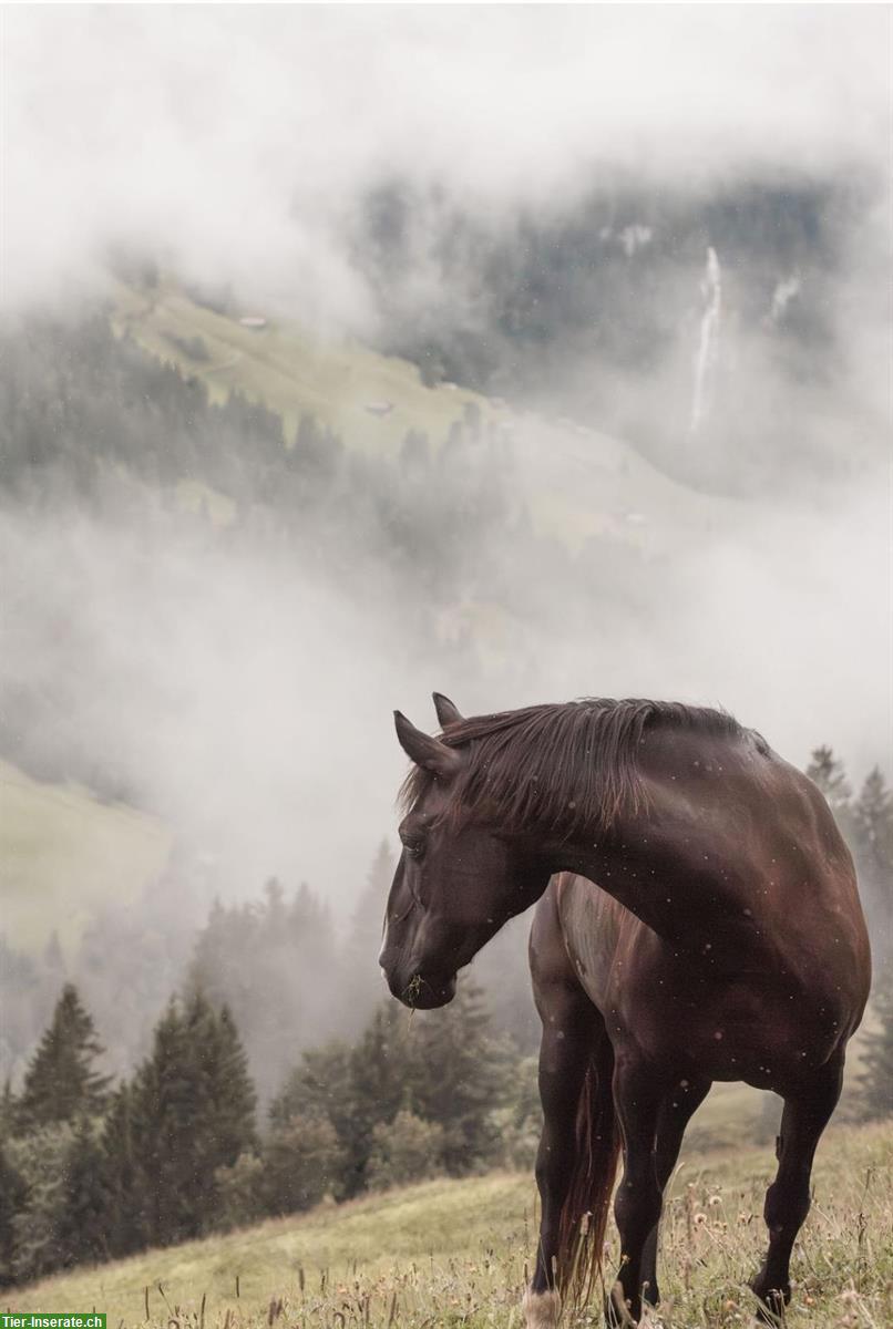 Bild 2: Suche Pflegebeteiligung für Pony in Täuffelen BE