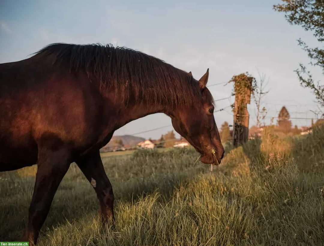 Bild 3: Suche Pflegebeteiligung für Pony in Täuffelen BE