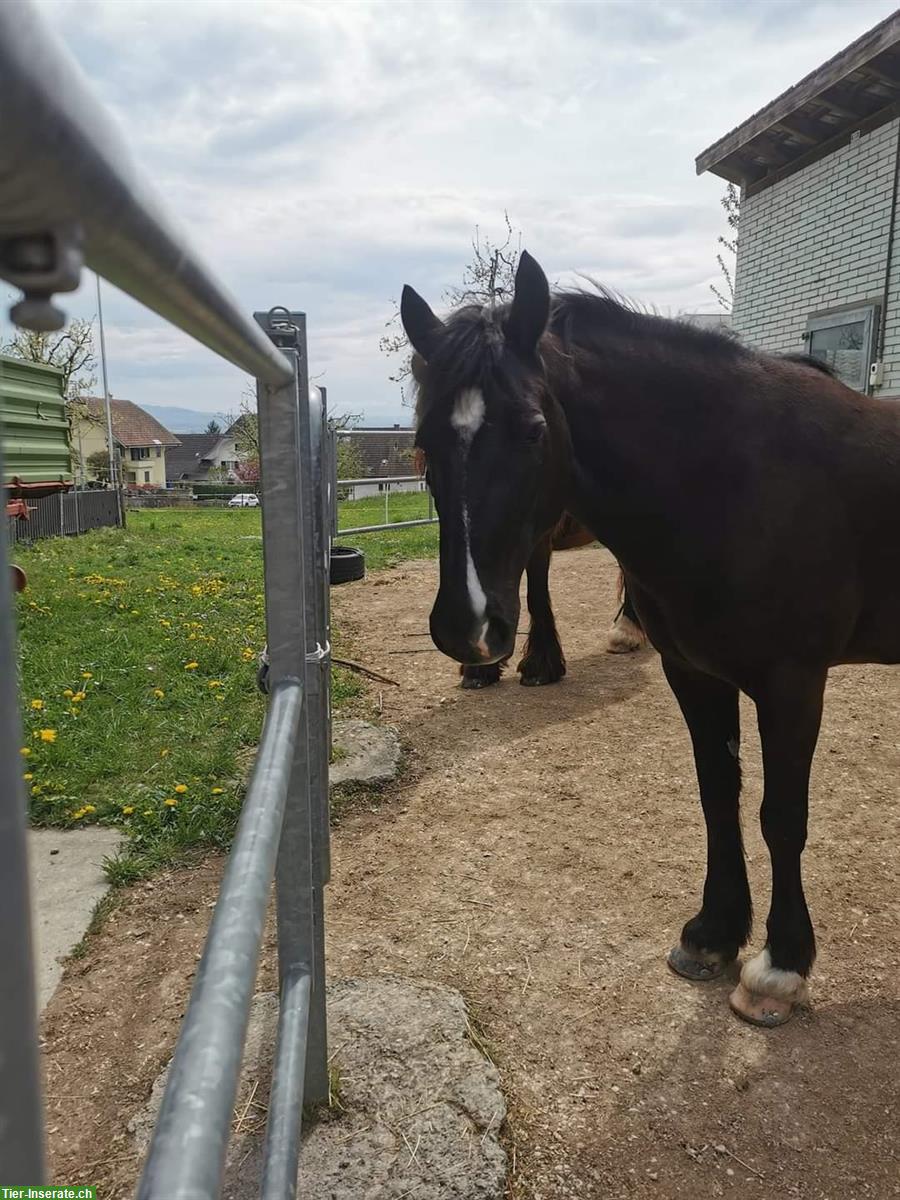 Bild 5: Suche Pflegebeteiligung für Pony in Täuffelen BE