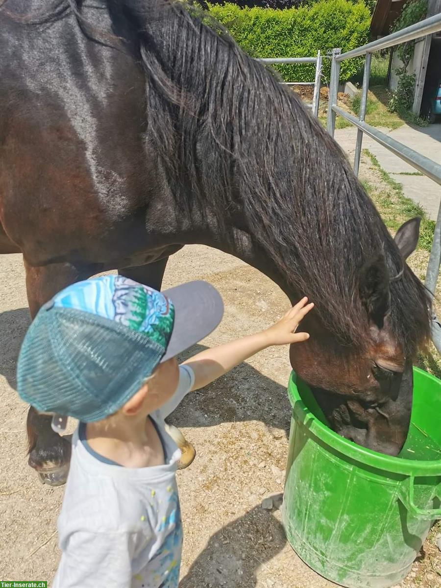 Bild 6: Suche Pflegebeteiligung für Pony in Täuffelen BE