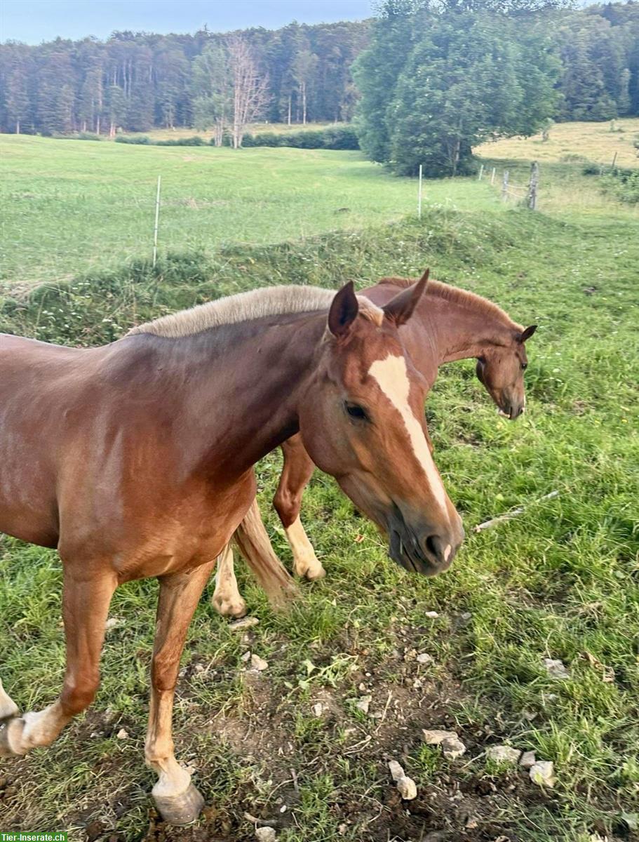 Bild 3: Freiberger Stute, Dunkelfuchs