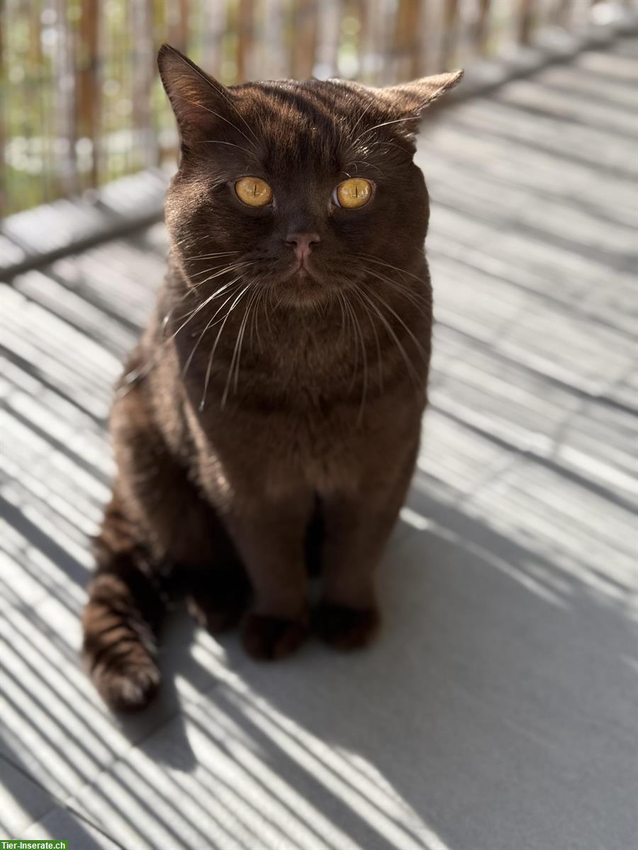 Bild 2: BKH Deckkater in chocolate Farbe