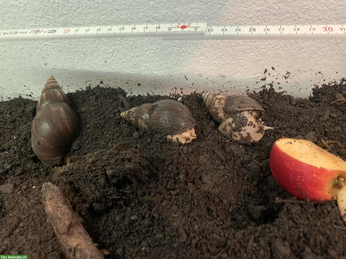 3 Achatschnecken, Achatina fulica mit Terrarium