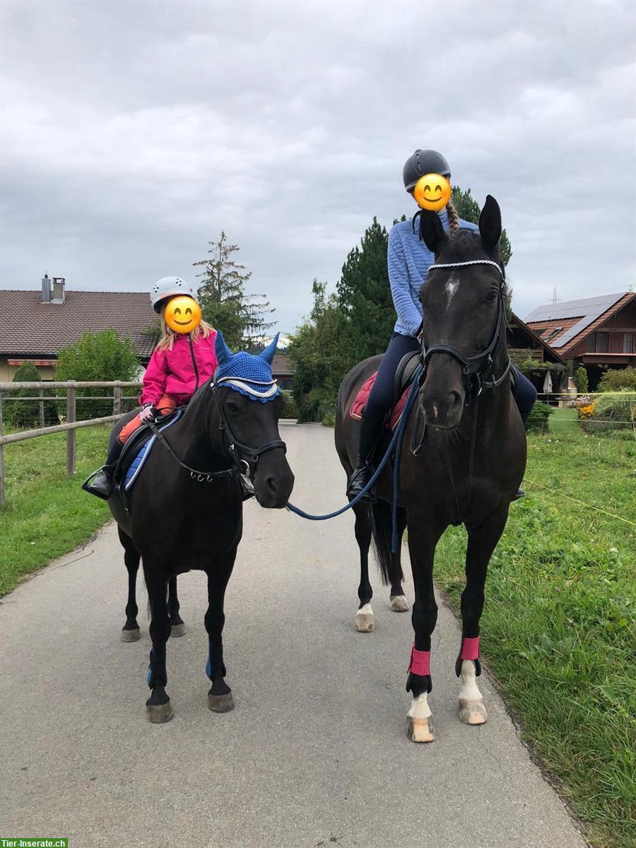 Biete 1-2 Reitbeteiligungen / MuKi Reiten in Ittigen BE