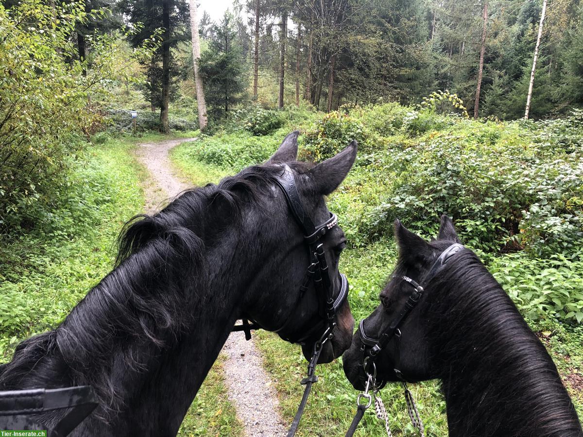 Bild 2: Biete 1-2 Reitbeteiligungen / MuKi Reiten in Ittigen BE