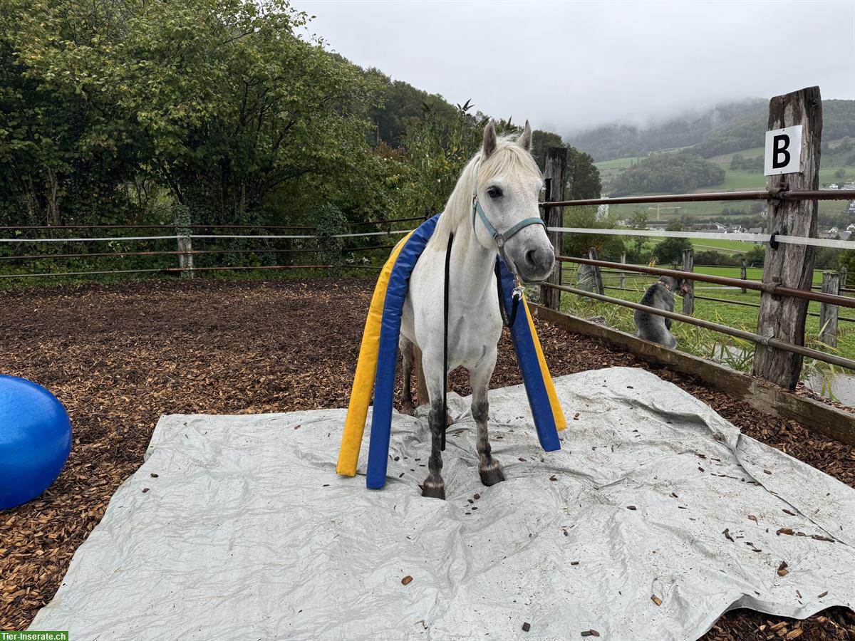 Bild 3: Lieber Pony Wallach, Schimmel, 1.40m