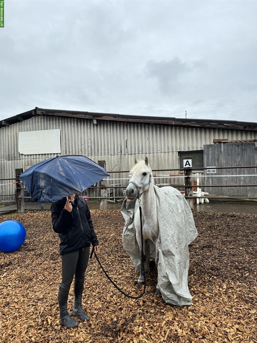 Bild 4: Lieber Pony Wallach, Schimmel, 1.40m