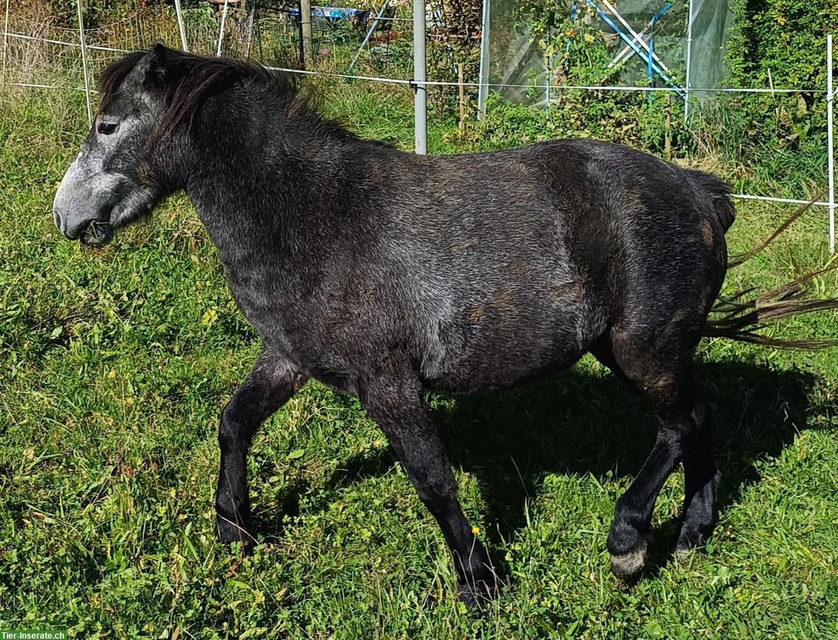 Shetland mix Pony Stute, ca. 117cm