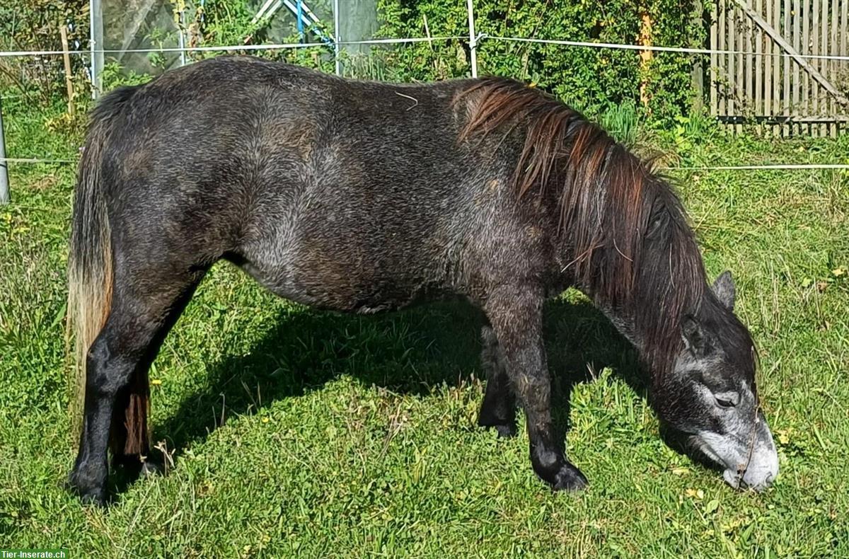 Bild 2: Shetland mix Pony Stute, ca. 117cm