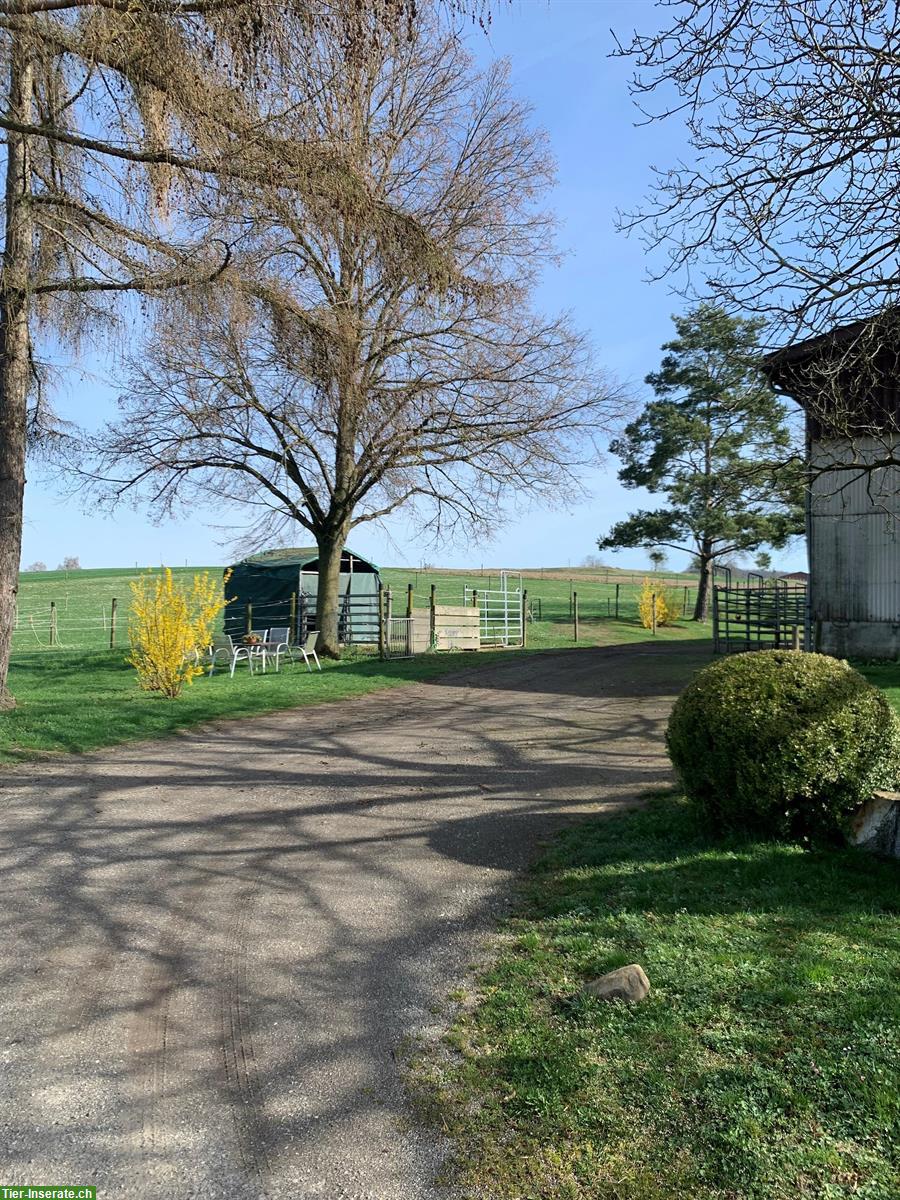 Bieten freie Pferdeboxen mit Auslauf, Kanton Schaffhausen