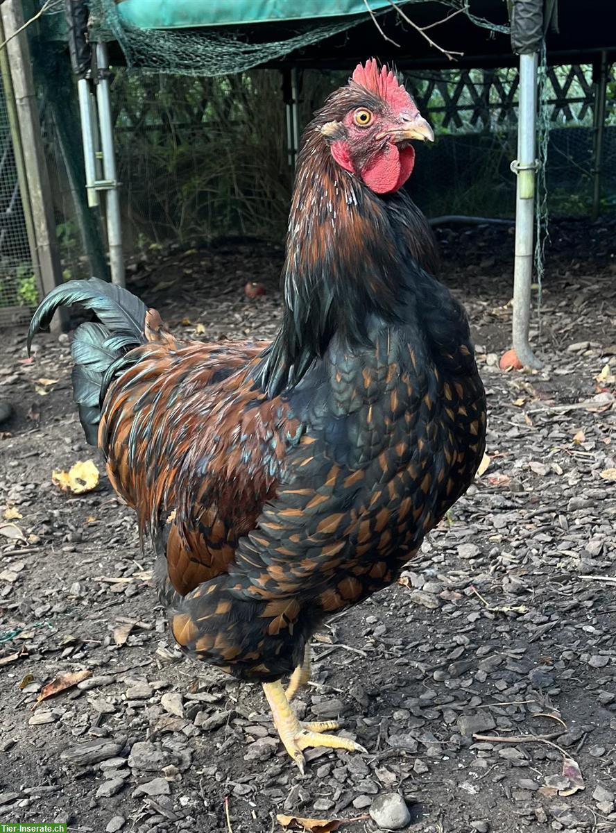 GRATIS: schöner Barnevelder Hahn abzugeben