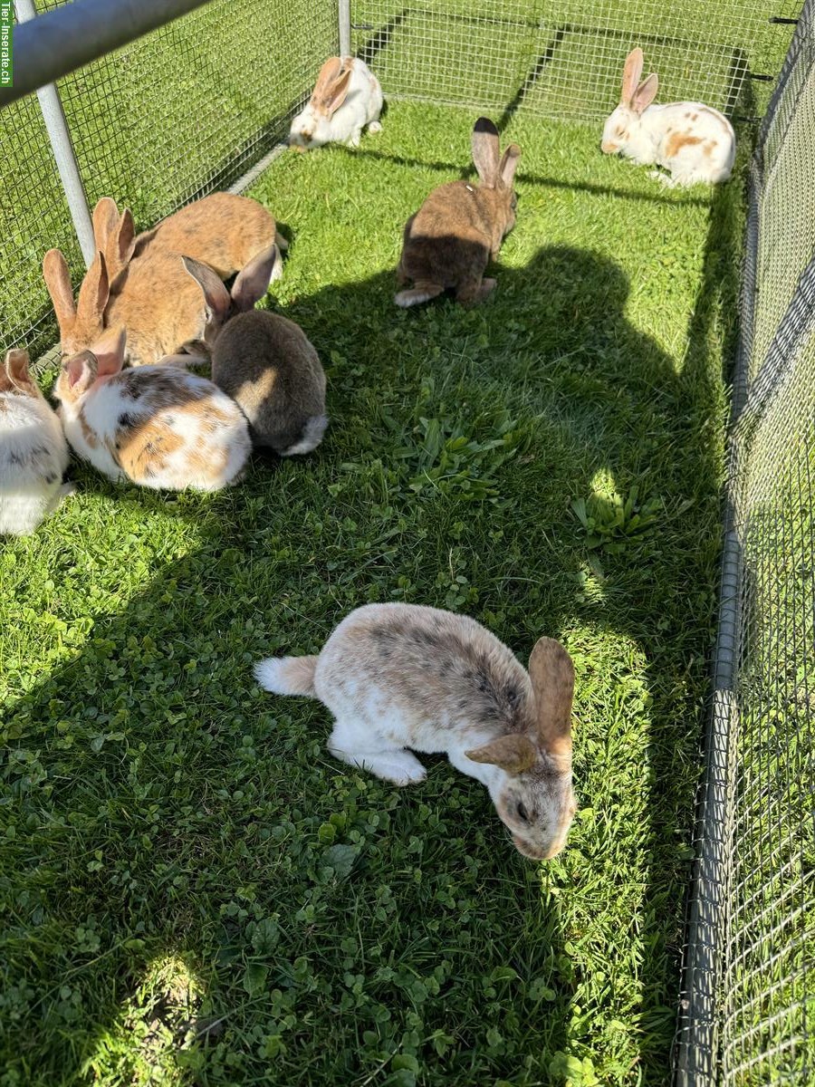 Bild 2: Junge Kaninchen zu verkaufen