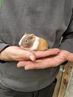 Meerschweinchen Böcke suchen neues Zuhause