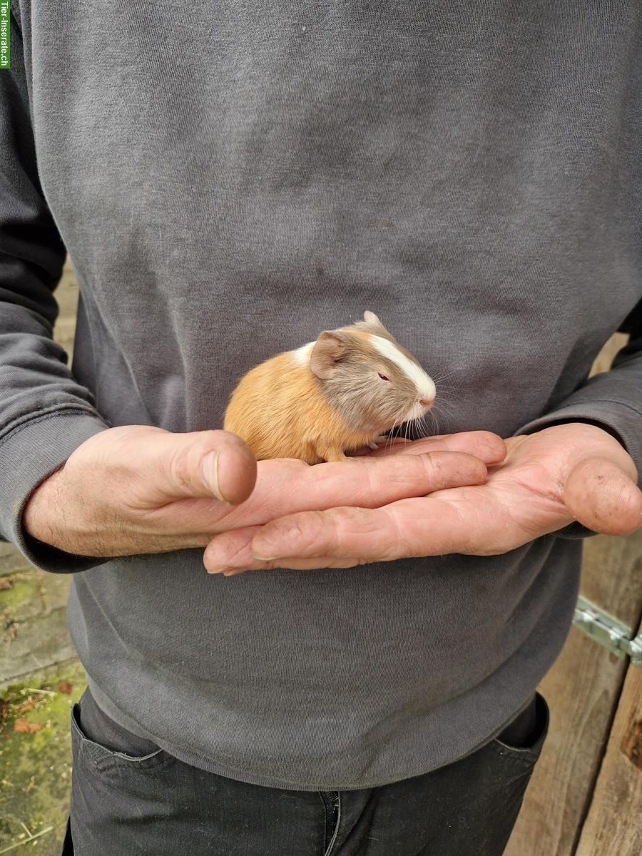 Bild 2: Meerschweinchen Böcke suchen neues Zuhause