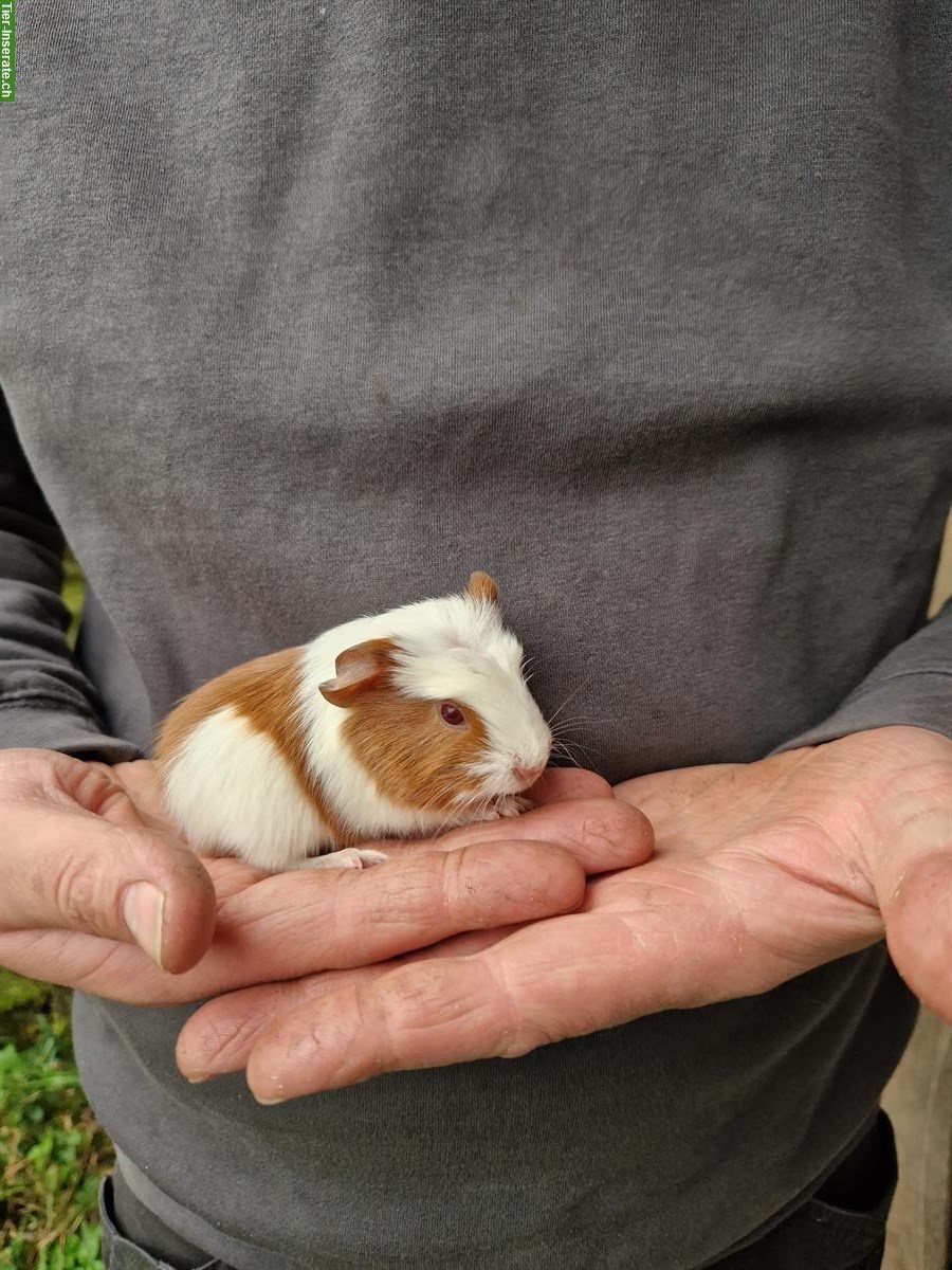 Bild 3: Meerschweinchen Böcke suchen neues Zuhause