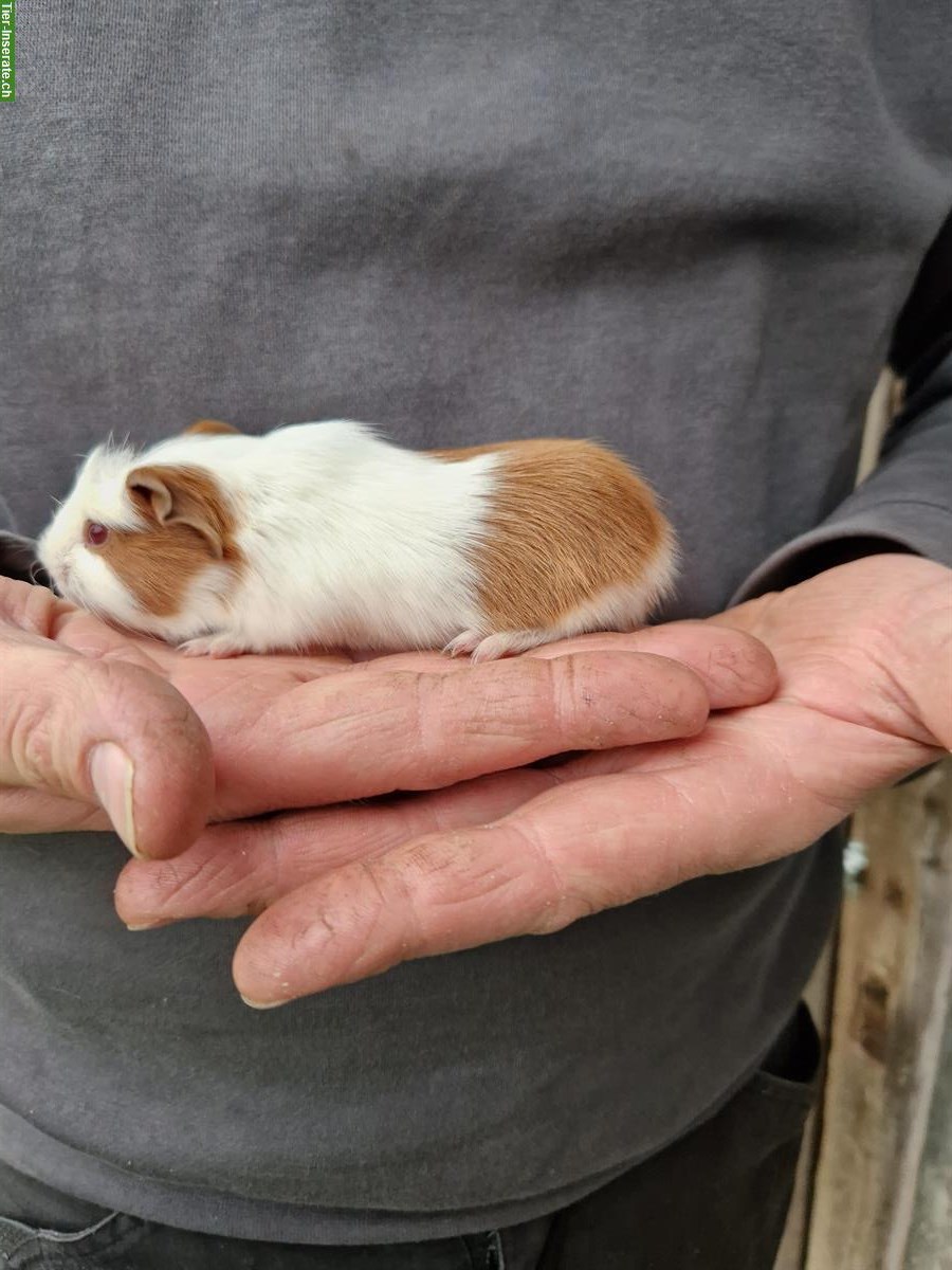 Bild 4: Meerschweinchen Böcke suchen neues Zuhause