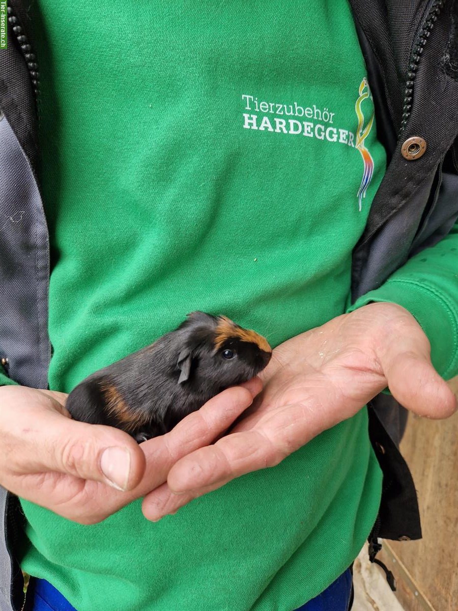 Bild 5: Meerschweinchen Böcke suchen neues Zuhause