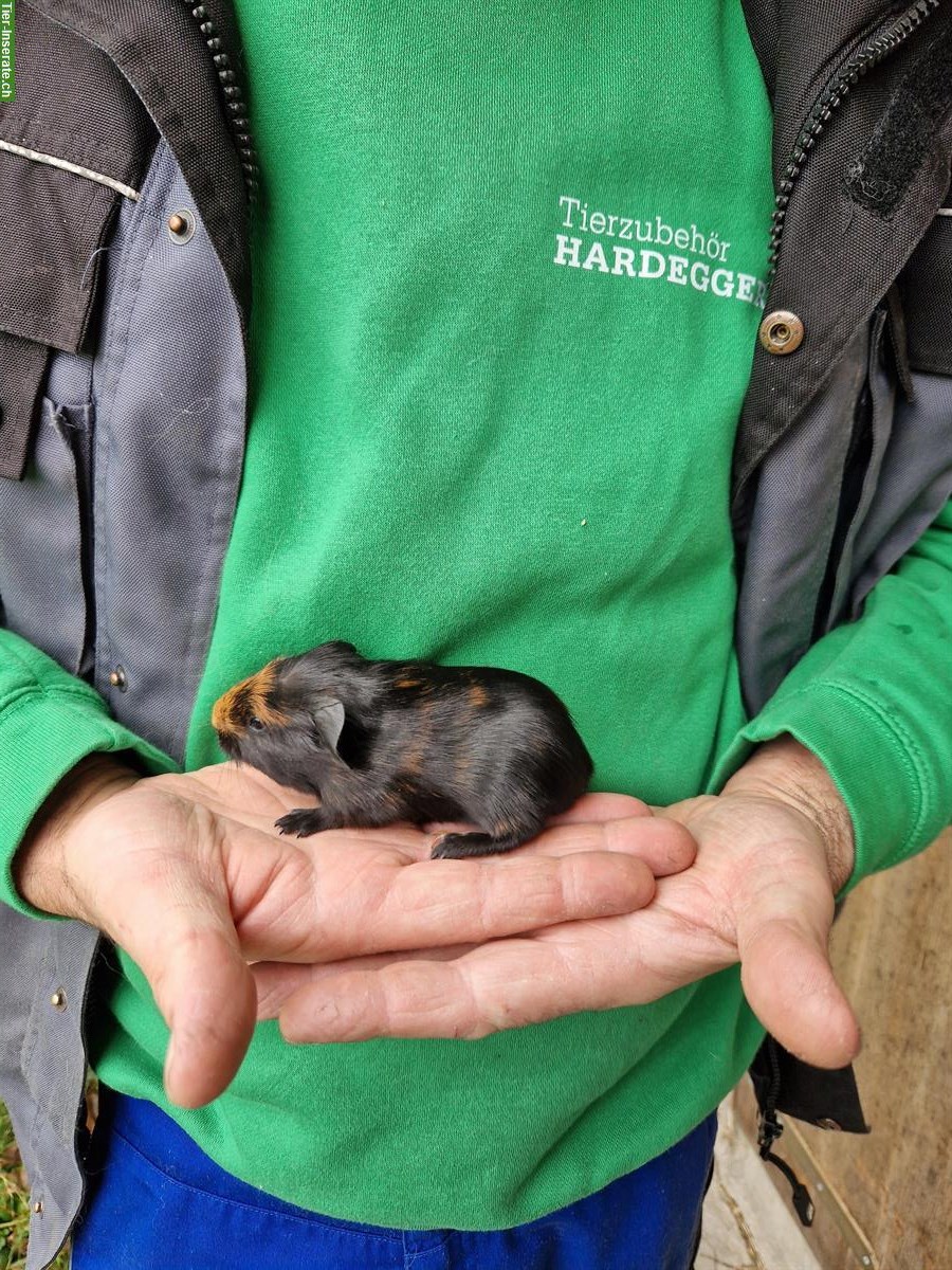 Bild 6: Meerschweinchen Böcke suchen neues Zuhause