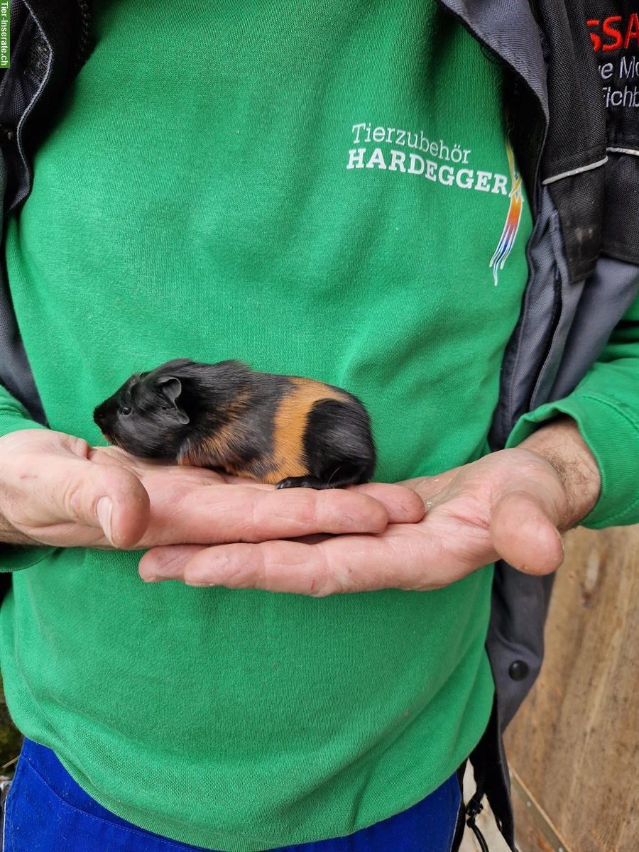 Bild 7: Meerschweinchen Böcke suchen neues Zuhause