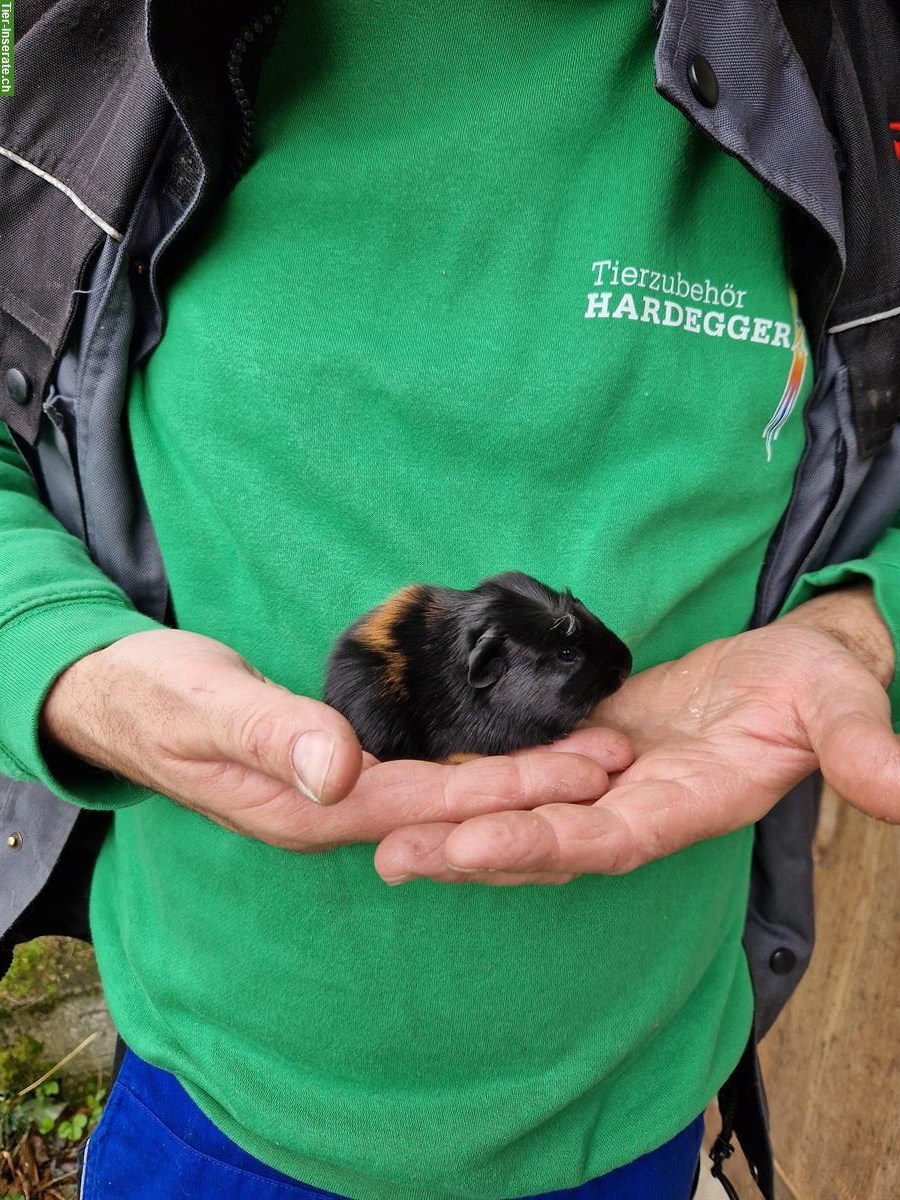 Bild 8: Meerschweinchen Böcke suchen neues Zuhause