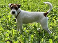 Parson Russell Terrier Jungrüde